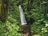 Waterfall in Lush Forest
