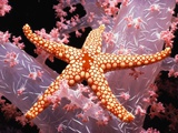 Red Mesh Starfish on Coral