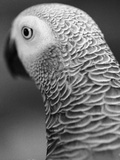 Buy Back of Parrot's Head at AllPosters.com