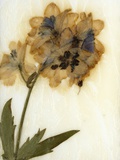 Delphinium