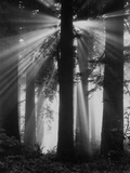 Sunshine in Redwood Forest