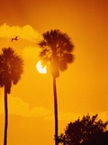 Buy Silhouetted Palms in the Florida Everglades at AllPosters.com