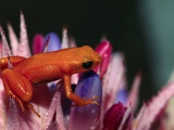 Mantella aurantiaca