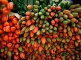 Buy Tulip Harvest at AllPosters.com