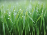 Wet grass