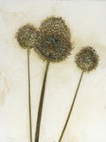 Allium II