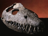 Buy Fossil Crocodile Skull at AllPosters.com