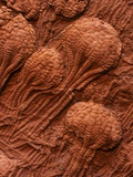 Buy Crinoid Fossils at AllPosters.com