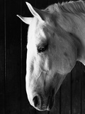 Portrait of a Lipizzaner Horse