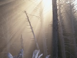 Sunlight Illuminating Fog in Barren Forest