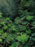 Buy Rain Forest Ferns and Trees at AllPosters.com