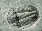 Trilobite Fossil
