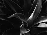 Agave with Pointed Leaves
