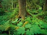 Buy Kadasham Rain Forest in Tongass National Forest at AllPosters.com