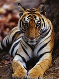 Buy Young Female Tiger Lying on Rock at AllPosters.com