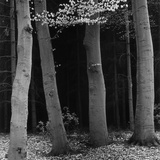 Buy Beech Forest, Netherlands, 1971 at AllPosters.com