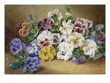 Pansies