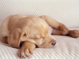 Sleeping Labrador Puppy