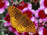 Butterfly Landing on Flowers