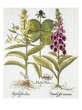 Herb Paris, Common Foxglove and Large Yellow Foxglove