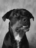Dog Looking up Anxiously