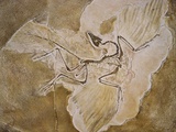 Buy Archaeopteryx Lithographica Fossil at AllPosters.com