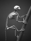 Primate Skeleton on Display