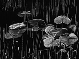 Buy Swamp, Alaska, 1977 at AllPosters.com