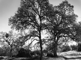Buy Three Oaks and Boulder at AllPosters.com