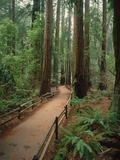 Trail Through the Forest