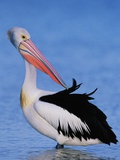 Buy Australian Pelican Grooming at AllPosters.com