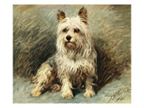 Buy Yorkie at AllPosters.com