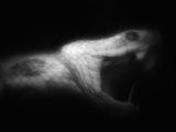Snake Opening Mouth