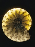 Ammonite Fossil