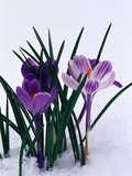 Crocuses in Snow