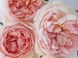 Sharifa Roses
