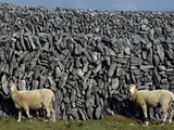 Hobbled Sheep by a Dry Stone Wall