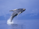 Buy Young Humpback Whale Breaching in Frederick Sound at AllPosters.com