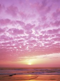 Pink Sunset Over Heceta Beach Photographic Print