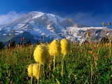Wildflowers Blooming Beneath a Snowy Mountain