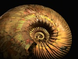 Late Jurassic Fossil