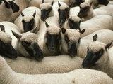Animals at Findon Sheep Fair