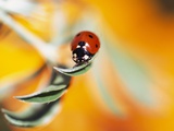 Ladybug Crawling