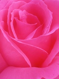 Red Rose Petals