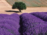 Solitary Tree in a Field of Lavender Fotografie-Druck