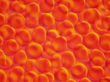 Buy Red Blood Cells at AllPosters.com