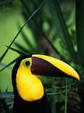 Chestnut-Mandibled Toucan