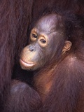 Buy Baby Orangutan at AllPosters.com