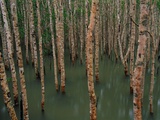 Buy Mangrove Forest at High Tide at AllPosters.com