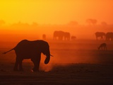 Buy Elephant Herd Silhouetted Against Orange Sky at AllPosters.com